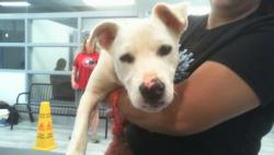 Shelter Stray Male Dog last seen CHARLOTTE, 8315 Byrum Dr, Charlotte, NC 28217, USA