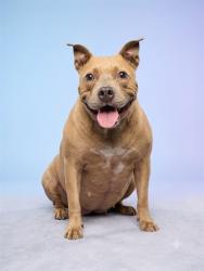 Shelter Stray Female Dog last seen Near BLOCK AMAZON AVENUE, 2020 Forest St, Jacksonville, FL 32204, USA