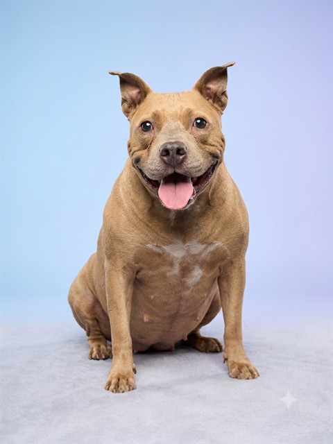 Shelter Stray Female Dog last seen Near BLOCK AMAZON AVENUE, 2020 Forest St, Jacksonville, FL 32204, USA