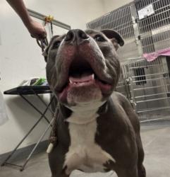 Shelter Stray Male Dog last seen , 1850 W 60th St, Los Angeles, CA 90047, USA