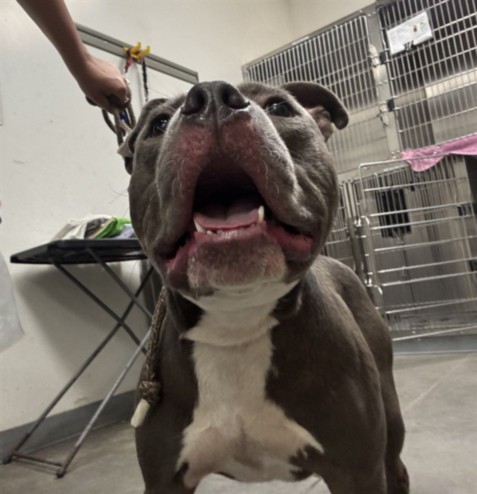 Shelter Stray Male Dog last seen , 1850 W 60th St, Los Angeles, CA 90047, USA