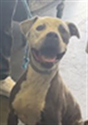 Shelter Stray Male Dog last seen , 1850 W 60th St, Los Angeles, CA 90047, USA
