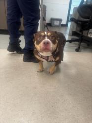 Shelter Stray Female Dog last seen , 14409 Vanowen St, Van Nuys, CA 91405, USA