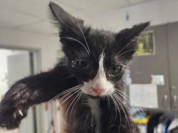 Shelter Stray Male Cat last seen , 14409 Vanowen St, Van Nuys, CA 91405, USA