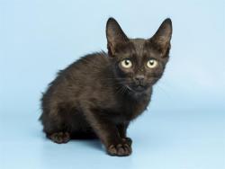 Shelter Stray Male Cat last seen , 5501 E Van Buren St, Phoenix, AZ 85008, USA