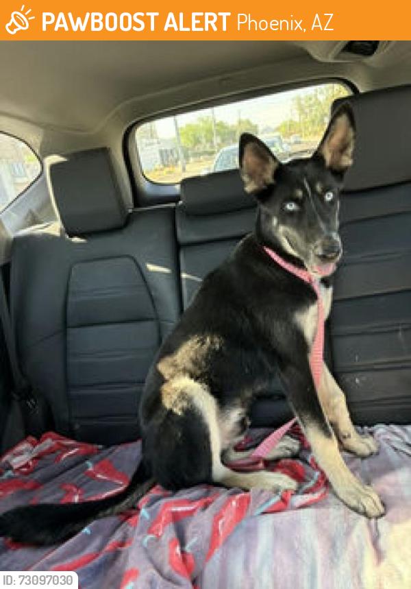 Found/Stray Male Dog last seen 16th street and colter, Phoenix, AZ 85016