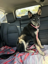Found/Stray Male Dog last seen 16th street and colter, Phoenix, AZ 85016