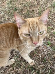 Found/Stray Male Cat last seen Right off 127 near Jenkins Elementary, Hickory, NC 28601
