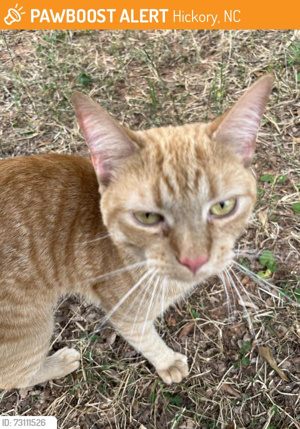 Found/Stray Male Cat last seen Right off 127 near Jenkins Elementary, Hickory, NC 28601