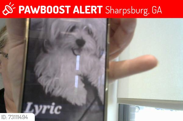 Lost Female Dog last seen Near, Sharpsburg, GA 30277