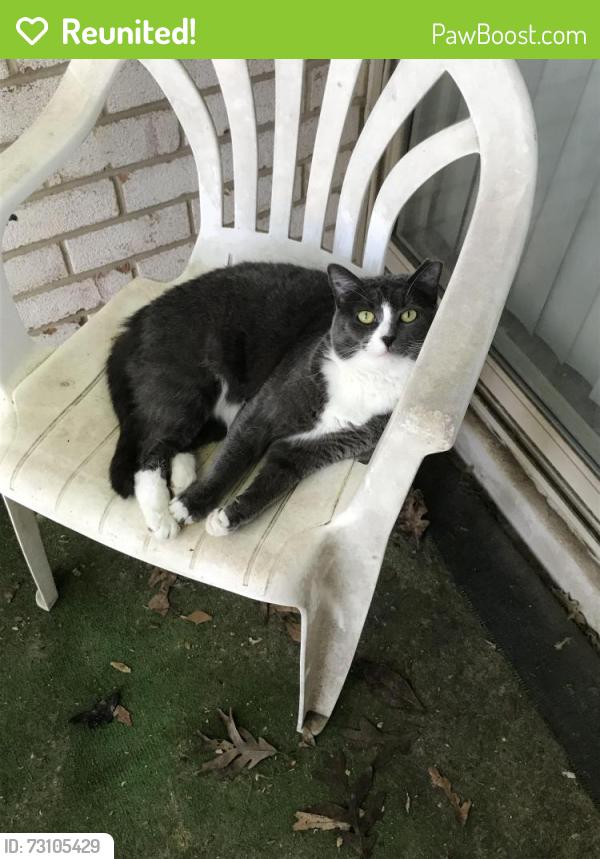 Reunited Female Cat last seen Arden Pointe apmts Contee Road and Avebury Drive Cross Streets, Laurel, MD 20708