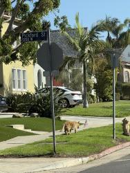 Found/Stray Male Dog last seen Pickford St, Los Angeles, CA 90019