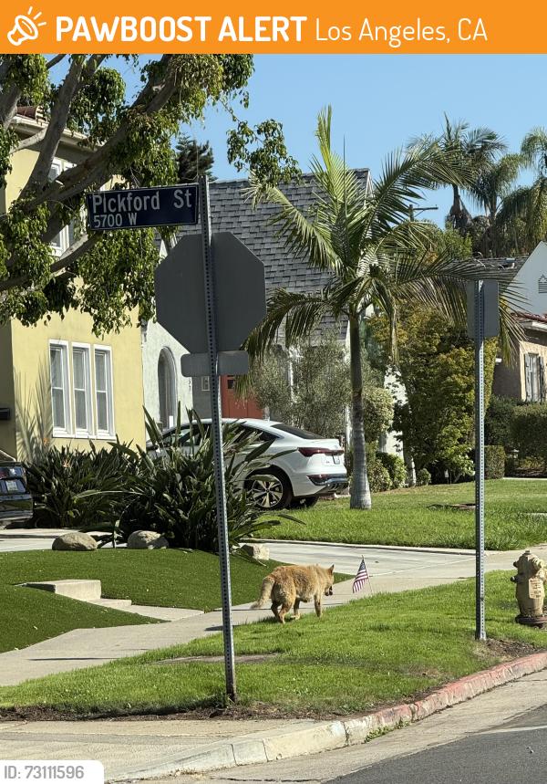 Found/Stray Male Dog last seen Pickford St, Los Angeles, CA 90019