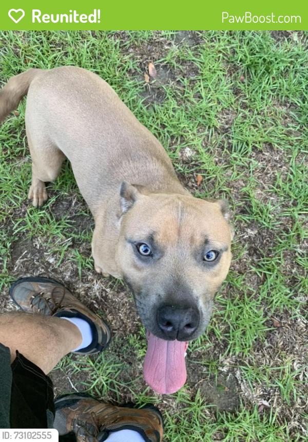 Reunited Female Dog last seen Cedar Lane and Heritage Rd, Conway, SC 29527