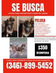 Lost Female Dog last seen Kenwood Rd, Houston, TX 77080