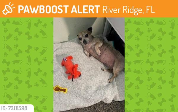 Found/Stray Female Dog last seen Decubellis, River Ridge, FL 34654