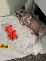 Found/Stray Female Dog last seen Decubellis, River Ridge, FL 34654