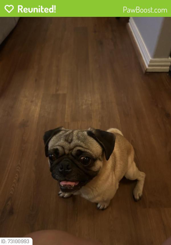 Reunited Male Dog last seen Near shannon ln humble tx 77396, Humble, TX 77396