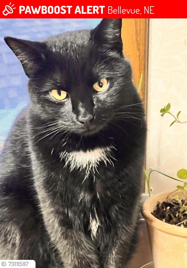 Lost Male Cat last seen Aspen park, Bellevue, NE 68157