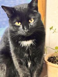 Lost Male Cat last seen Aspen park, Bellevue, NE 68157