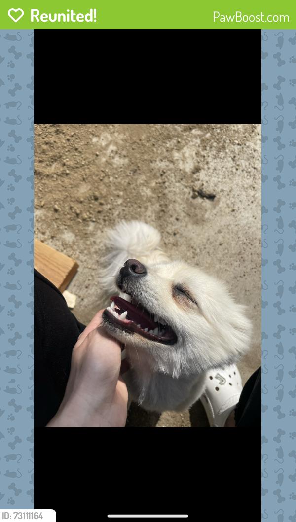 Reunited Female Dog last seen Kittridge st and bevis ave, Los Angeles, CA 91405