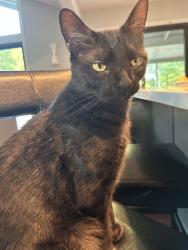Lost Male Cat last seen 93rd and Mission or Roe, Prairie Village, KS 66207