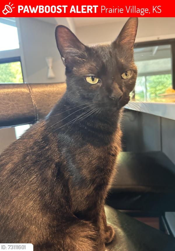 Lost Male Cat last seen 93rd and Mission or Roe, Prairie Village, KS 66207
