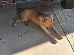 Found/Stray Male Dog last seen Mw14 @villa, Oklahoma City, OK 73107