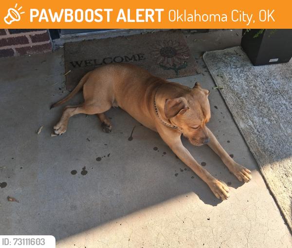 Found/Stray Male Dog last seen Mw14 @villa, Oklahoma City, OK 73107