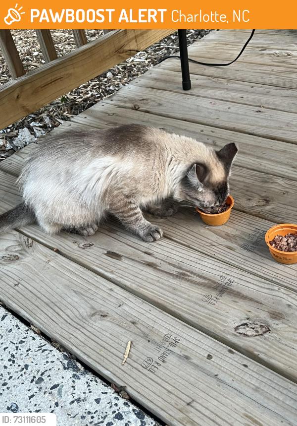 Found/Stray Unknown Cat last seen Carmel rd/ Five cedars, Charlotte, NC 28226