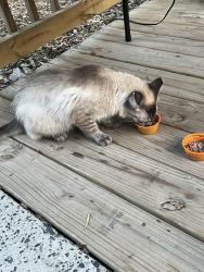Found/Stray Unknown Cat last seen Carmel rd/ Five cedars, Charlotte, NC 28226