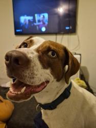 Reunited Female Dog last seen West and queen street, New Bern, NC 28560