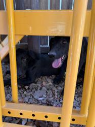 Found/Stray Female Dog last seen Optimist Park Tempe, Tempe, AZ 85283