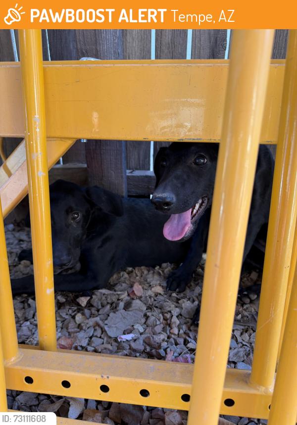 Found/Stray Female Dog last seen Optimist Park Tempe, Tempe, AZ 85283