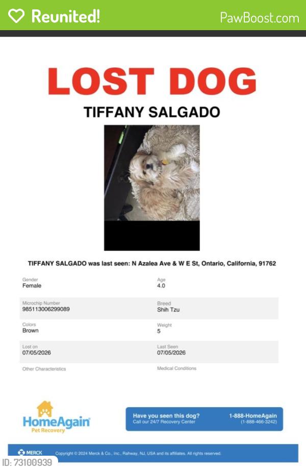Reunited Female Dog last seen Mountian Ave across from dollar tree, Ontario, CA 91762