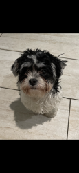 Lost Male Dog last seen Monmouth Ave, Waterbury, CT 06704