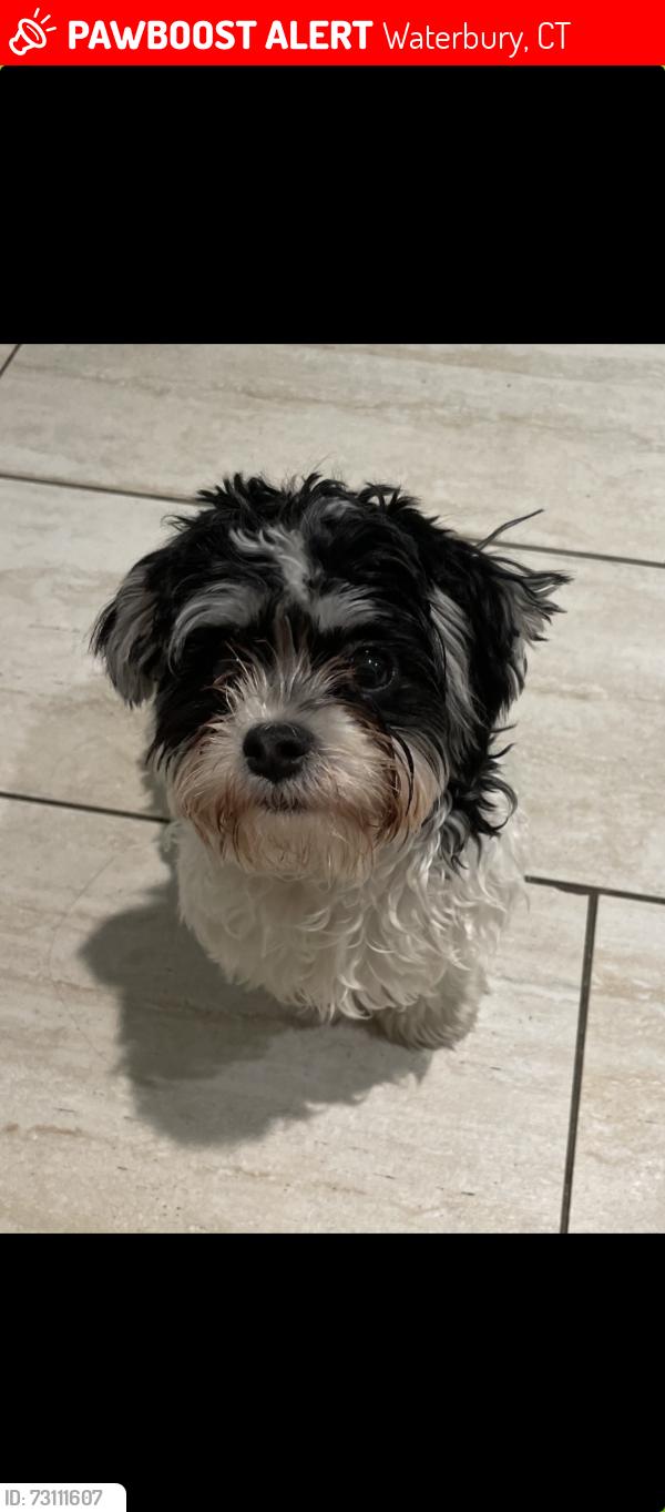 Lost Male Dog last seen Monmouth Ave, Waterbury, CT 06704