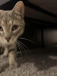 Found/Stray Male Cat last seen 8th and Upton N, Minneapolis, MN 55411
