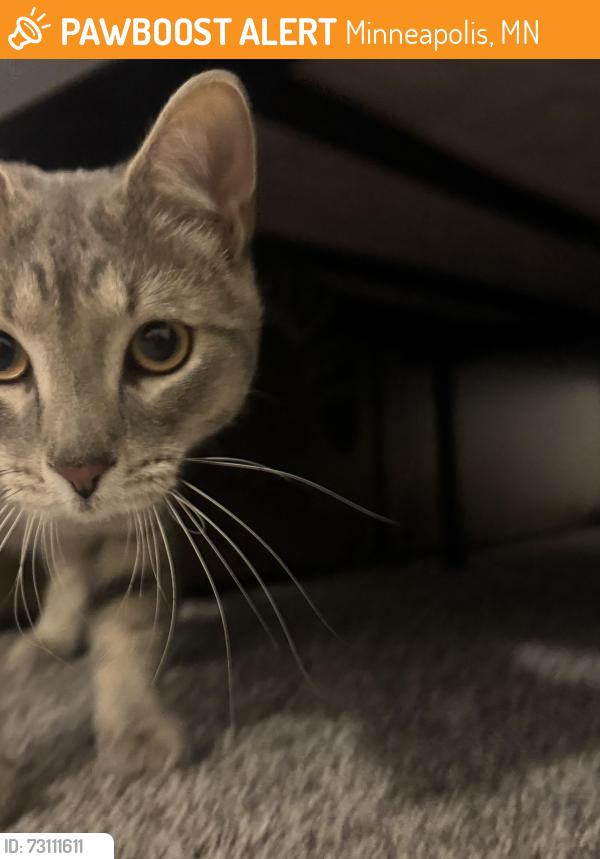 Found/Stray Male Cat last seen 8th and Upton N, Minneapolis, MN 55411