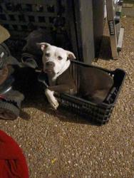 Reunited Male Dog last seen Carter riverside high school, Fort Worth, TX 76111