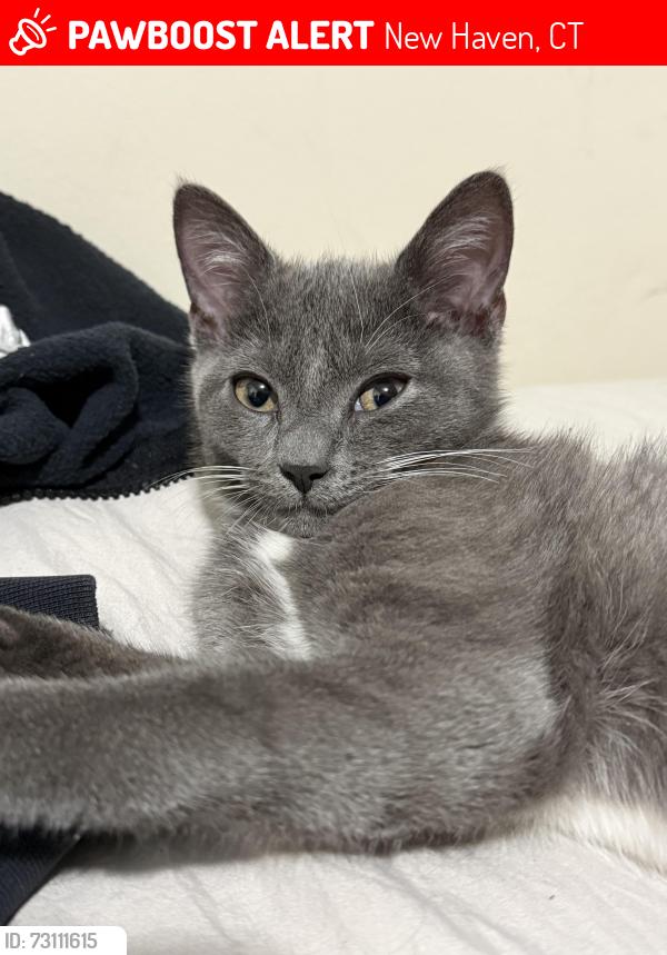 Lost Male Cat last seen Ferry st, New Haven, CT 06513