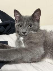 Lost Male Cat last seen Ferry st, New Haven, CT 06513