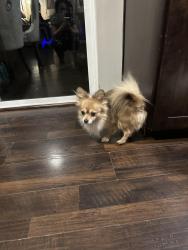 Lost Male Dog last seen 1071Se Kane dr apt 30, Gresham, OR 97080