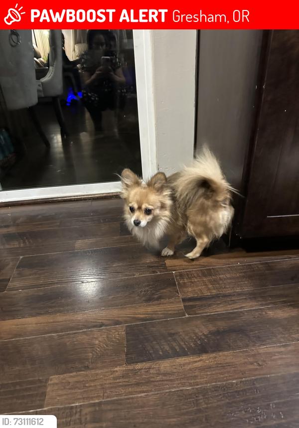Lost Male Dog last seen 1071Se Kane dr apt 30, Gresham, OR 97080