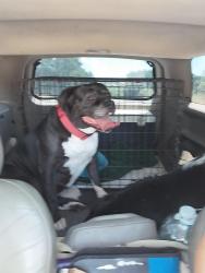 Lost Female Dog last seen Old Authon, Cabaniss Lane, Parker County, TX 76088
