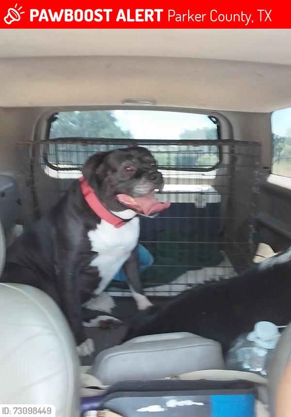 Lost Female Dog last seen Old Authon, Cabaniss Lane, Parker County, TX 76088