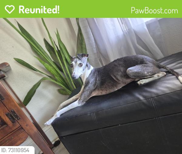 Reunited Male Dog last seen 41st Street N & 3rd Ave N, St. Petersburg, FL 33713