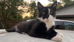 Lost Male Cat last seen Cummings, Texarkana, TX 75501