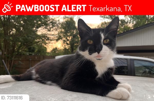 Lost Male Cat last seen Cummings, Texarkana, TX 75501