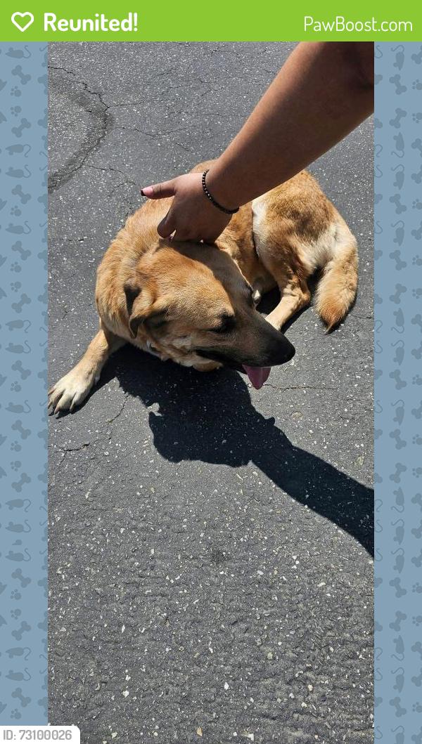 Reunited Female Dog last seen Village parks Indiana/Monroe, Riverside, CA 92504